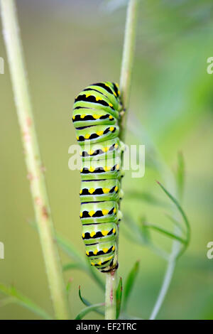 Caterpillar Swallowtail noir (Papilio polyxenes) sur la plante. Banque D'Images