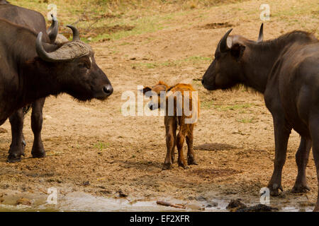 Buffle africain ou buffle (syncerus caffer) et son veau. Banque D'Images