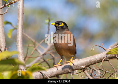 (Acridotheres tristis common myna) perché. Banque D'Images