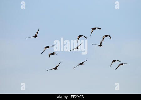 Grand groupe d'Ibis en vol près de Venise sur la côte ouest de la Floride, juste au sud de Tampa et de Sarasota. Banque D'Images