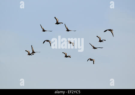 Grand groupe d'Ibis en vol près de Venise sur la côte ouest de la Floride, juste au sud de Tampa et de Sarasota. Banque D'Images