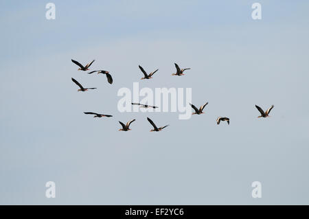 Grand groupe d'Ibis en vol près de Venise sur la côte ouest de la Floride, juste au sud de Tampa et de Sarasota. Banque D'Images