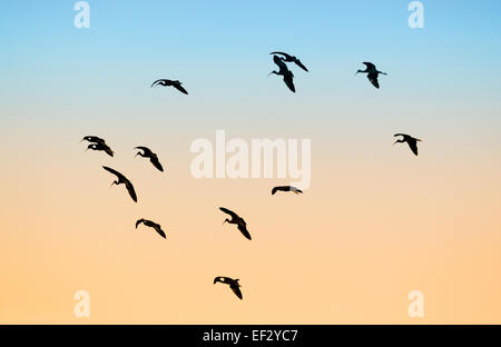 Grand groupe d'Ibis en vol au coucher du soleil près de Venise sur la côte ouest de la Floride, juste au sud de Tampa et de Sarasota. Banque D'Images