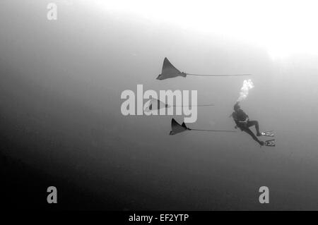 Spotted Eagle, Aetobatus narinari, rayons et scuba diver, Oahu, Hawaii Banque D'Images