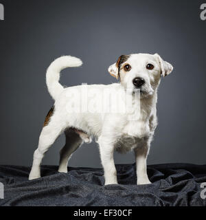 Adultes mignon Jack Russell Terrier, cinq ans et demi - studio shot et fond gris Banque D'Images
