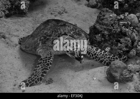 La tortue imbriquée, Eretmochelys imbricata, manger une éponge, d'Eilat, Mer Rouge, Israël Banque D'Images