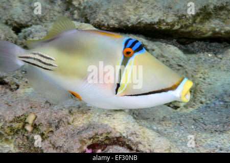 Picasso arabe aculeatus, Rhinecanthus assasi, Eilat, Mer Rouge, Israël Banque D'Images