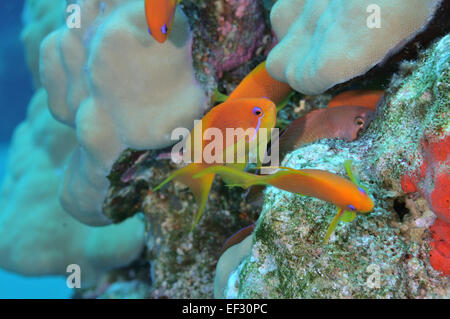 Femme scalefin ou lyretail anthias Pseudanthias squamipinnis, et des récifs coralliens, Eilat, Israël, Mer Rouge Banque D'Images