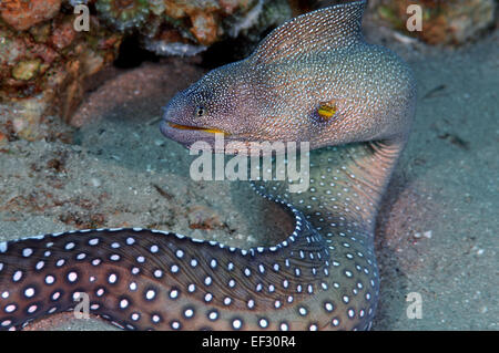 Ciel étoilé ou jaune-mouthed moray, Gymnothorax nudivomer, Eilat, Israël, Mer Rouge Banque D'Images