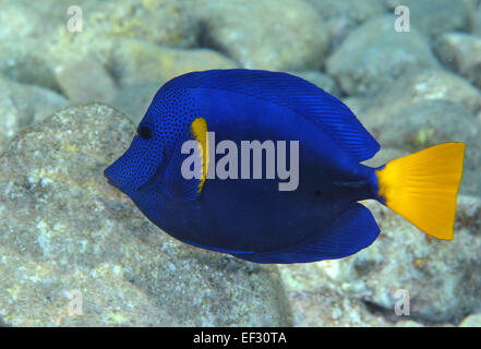 Sériole tang ou la mer Rouge sailfin, Zebrasoma xanthurum, Eilat, Mer Rouge, Israël Banque D'Images