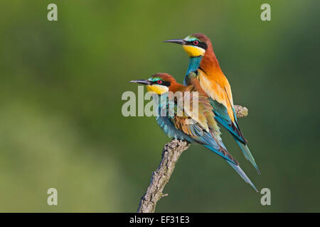 Guêpier (Merops apiaster), paire, l'accouplement, la Saxe-Anhalt, Allemagne Banque D'Images