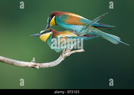 Guêpier (Merops apiaster), paire, l'accouplement, la Saxe-Anhalt, Allemagne Banque D'Images