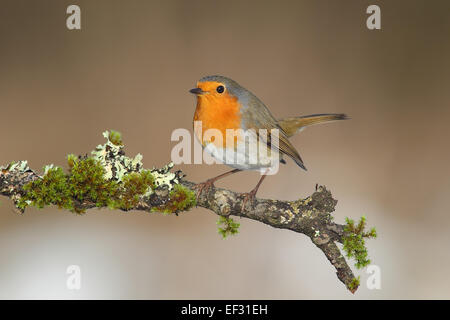 European Robin (Erithacus rubecula aux abords), perché sur une branche couverts de mousse et de lichen, Rhénanie du Nord-Westphalie, Allemagne Banque D'Images