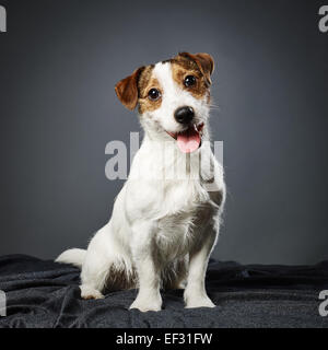 Chiot mignon Jack Russell Terrier, âgé de huit mois - studio shot et fond gris Banque D'Images