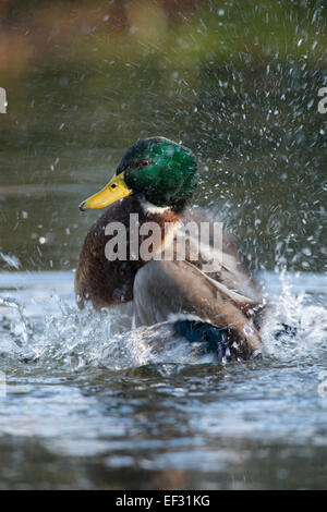 Mallard (Anas platyrhinchos), Drake, baignade, de l'Ems, Basse-Saxe, Allemagne Banque D'Images