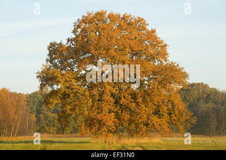 L'isolement le chêne pédonculé (Quercus robur) en automne, au début de la lumière du matin, Basse-Saxe, Allemagne Banque D'Images