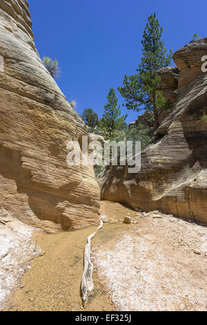 Sentier de randonnée pédestre par Willis Creek Canyon, Kanab, Utah, united states Banque D'Images