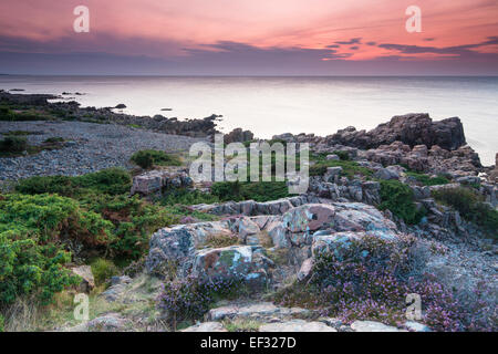 L'humeur du soir, Hovs Hallar, littoral, réserve naturelle de la péninsule Bjärehalvön, Båstad, Scania, Suède Banque D'Images