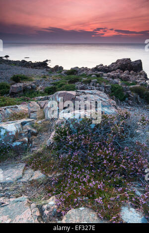 L'humeur du soir, Hovs Hallar, littoral, réserve naturelle de la péninsule Bjärehalvön, Båstad, Scania, Suède Banque D'Images