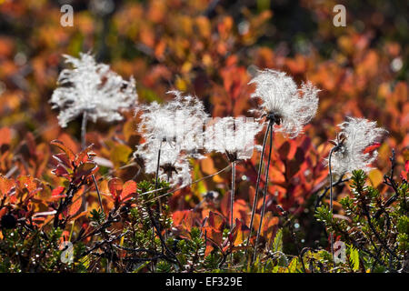 La Dryade (Dryas octopetala), de semences, d'Rødefjord, Scoresby Sund, Groenland Banque D'Images