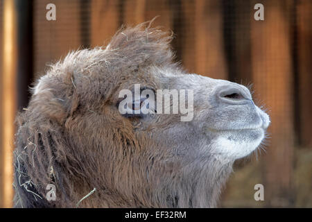 Chameau de Bactriane (Camelus bactrianus) est un grand, même-toed originaire d'ongulés aux steppes de l'Asie centrale. Banque D'Images