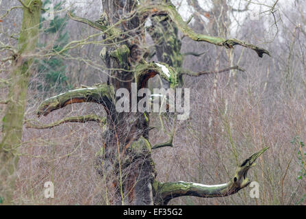 Les arbres de chêne français morts debout dans la forêt de Sherwood, Nottinghamshire, Angleterre Banque D'Images
