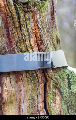 Des bandes d'acier de renfort un vieux chêne anglais et en décomposition dans la forêt de Sherwood, Nottinghamshire, Angleterre, Banque D'Images