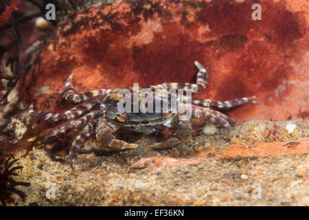 Crabe Japonais, Asiatiques du Pacifique, crabe crabe, Société Felsenkrabbe, Asiatische Strandkrabbe, Hemigrapsus sanguineus Banque D'Images