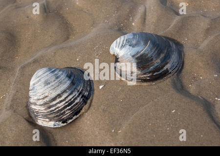 Quahog nordique, l'Islandais cyprine, acajou, palourdes, coques noires, Piepmuschel Islandmuschel, Arctica islandica, Cyprina islandica Banque D'Images