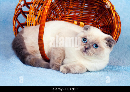 Cute cat détente dans un panier Banque D'Images