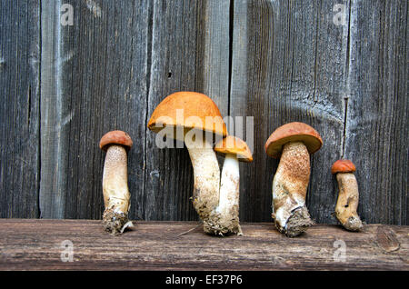 Orange-cap cèpes champignons sur vieux fond de bois Banque D'Images