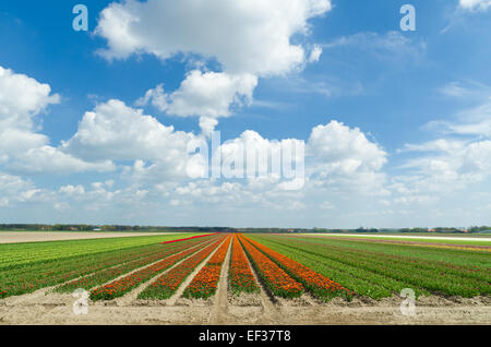 Champ avec des rangées de tulipes aux Pays-Bas Banque D'Images