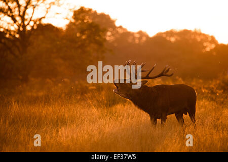 Beuglant Red Deer stag. Richmond Park, London, UK Banque D'Images