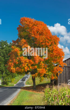 Automne SCENIC ROUTE SINGLE TREE BARN INDIANA COMTÉ PENNSYLVANIA USA Banque D'Images