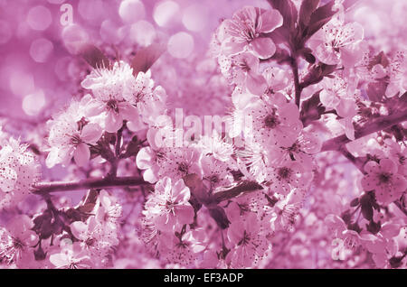 Les fleurs de cerisier rose en plein air jardin close up. Rose tonifiant Banque D'Images