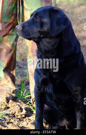 Labrador noir. Banque D'Images