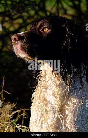 Springer Spaniel humide. Banque D'Images