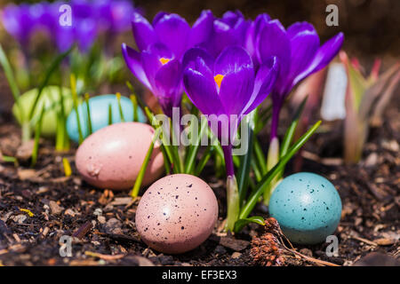 Purple crocus fleurs et oeufs de Pâques dans le jardin. Banque D'Images