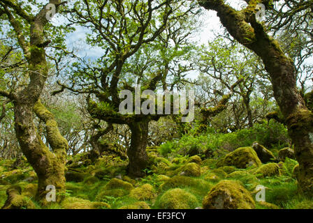 Wistman's Wood, Dartmoor, Devon UK. Ancienne noueux oaks nain et les rochers de granit recouvert de mousse verte et de fougères. Banque D'Images