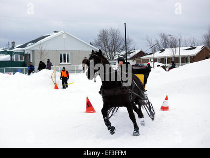 ST.BRUNO, QUÉBEC, CANADA-janvier, 22 : Canadian horse tirant un traîneau en hiver conduite cône obstacle, janvier 2015. Cette race Banque D'Images