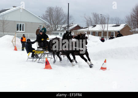 Québec, Canada, 22-janvier : cheval canadien tirant un traîneau en hiver conduite cône obstacle, janvier 2015. Cette race est un stro Banque D'Images