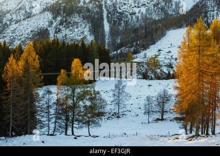 Mélèzes jaune illuminé par le soleil du matin contre les montagnes neige-couvertes Banque D'Images