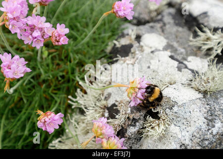 Bourdon se nourrissant de nectar dans l'économie ou la mer de fleurs roses (Armeria maritima) croissant par les rochers sur la côte. L'Écosse Royaume-Uni Grande-Bretagne Banque D'Images
