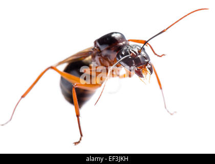 Close up of Black fourmi Camponotus pennsylvanicus (ou homme ailé) sur fond blanc Banque D'Images