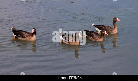 Quatre petites Oies rieuses (Anser erythropus) natation, UK Banque D'Images