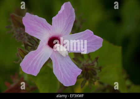 Belle fleur pourpre dans la forêt tropicale dans la région de Las Minas, province de Cocle, République du Panama. Banque D'Images