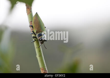 Ceiba géant, de l'Agrile du frêne Euchroma gigantea, sur une branche à Las Minas, province de Cocle, République du Panama. Banque D'Images