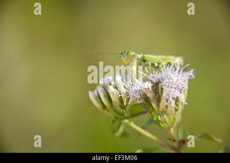 Le Mantis insecte sur une fleur dans la forêt tropicale à Las Minas dans le Cocle province, République du Panama. Banque D'Images