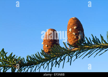 Cônes de Sapin de Corée en hiver Banque D'Images