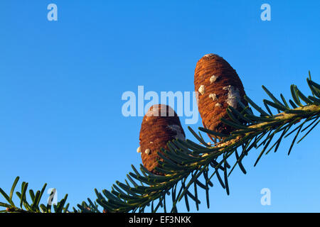 Cônes de Sapin de Corée en hiver Banque D'Images